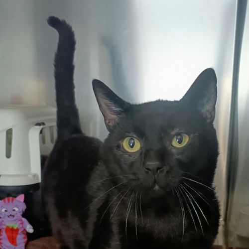 Dutch - Domestic Short Hair Cat