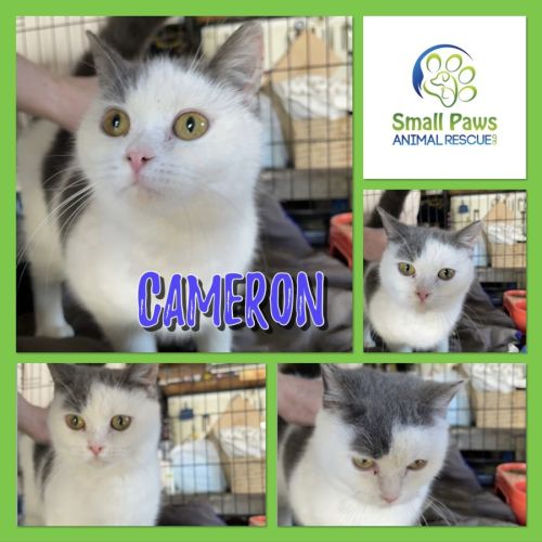 Cameron - Scottish Fold Cat