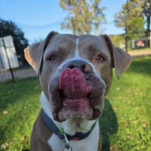 Chomp - American Staffordshire Terrier Dog