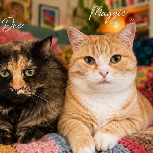 Maggie & DeeDee - Domestic Short Hair (DSH) Cat