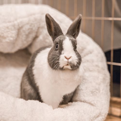 Azura (w Elba) - Netherland Dwarf Rabbit