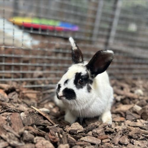 Jingle - Netherland Dwarf Rabbit