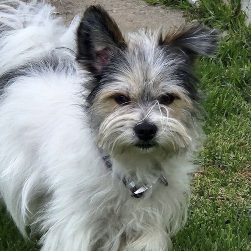 Harry - Maltese Dog