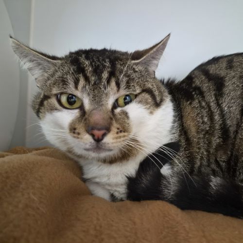 Benny - Domestic Short Hair Cat
