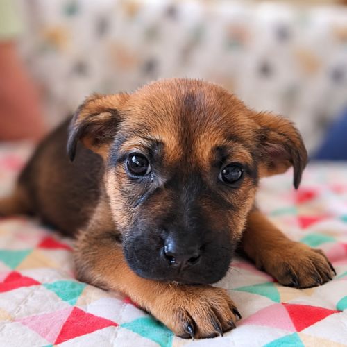 Nigella  - Mixed breed Dog