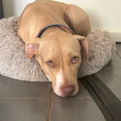 Lexi - Mixed breed Dog