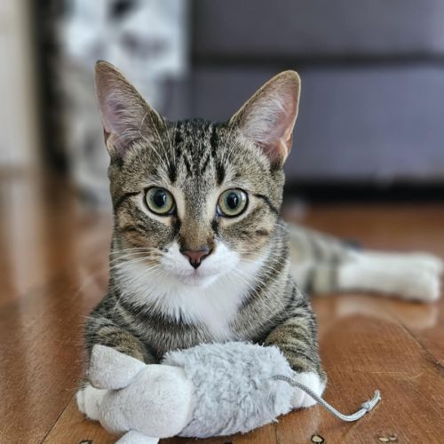 Aura * 9 Lives Project Rescue* - Domestic Short Hair (DSH) Cat