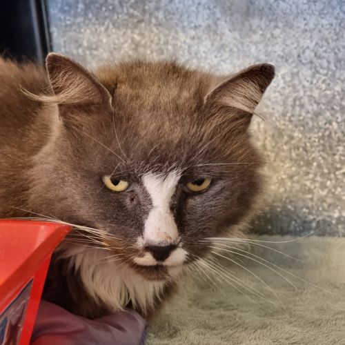 Smokey - Domestic Medium Hair (DMH) Cat