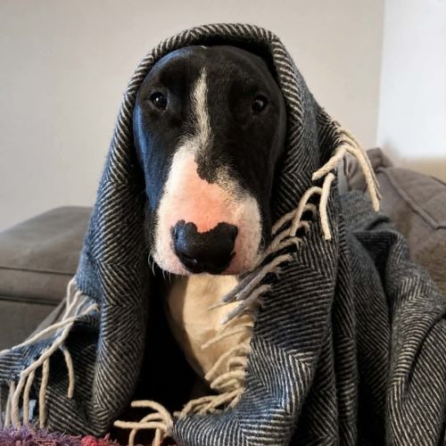Spud  - Bull Terrier Dog