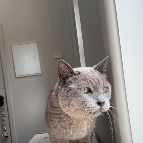 Smokey  - Burmese Cat