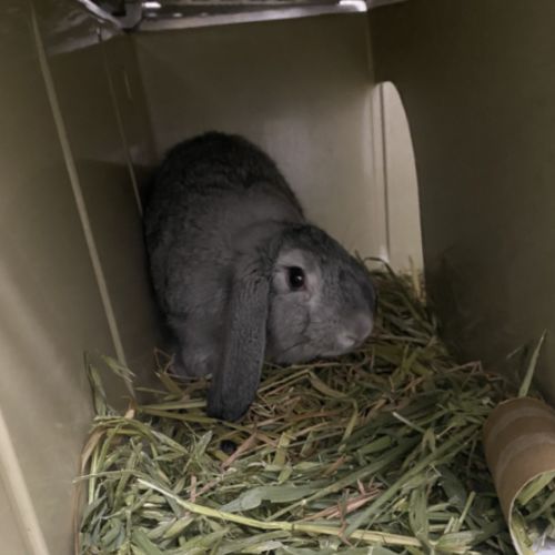 Danielle - Lop Eared Rabbit