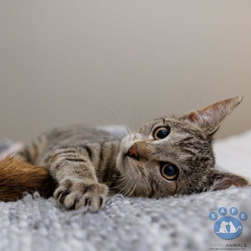 Dax - Domestic Short Hair (DSH) Cat