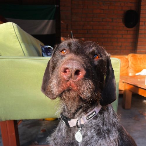 Forrest - German Wirehaired Pointer Dog