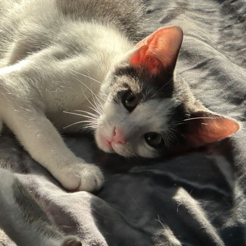 Amelia 🌺🦋 - Domestic Short Hair (DSH) Cat
