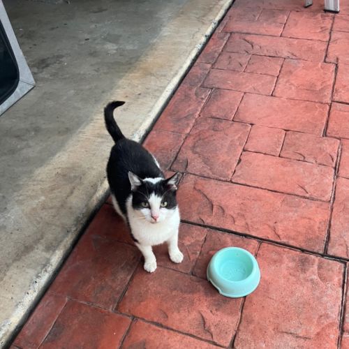 Timmy - Domestic Short Hair (DSH) Cat