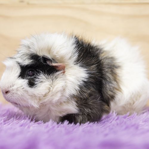 Ben - Abyssinian Guinea Pig
