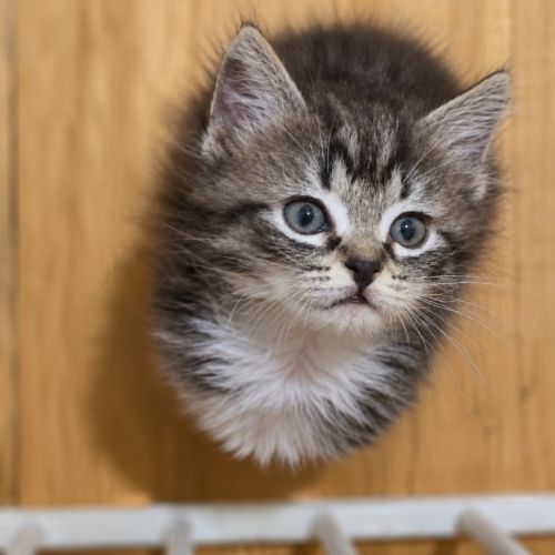 Seasmoke - Domestic Short Hair (DSH) Cat