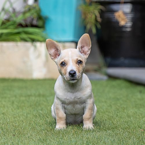 Daisy - Mixed breed Dog