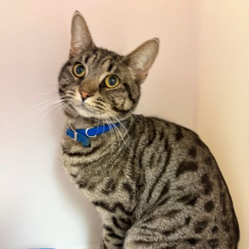 Goku - Domestic Short Hair (DSH) Cat