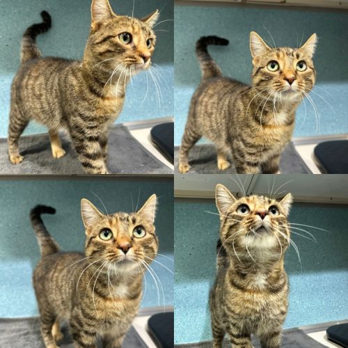 Hazel - Domestic Short Hair (DSH) Cat