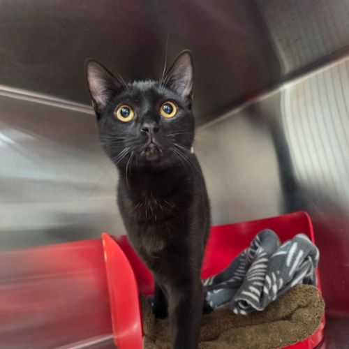Jett Star - Domestic Short Hair (DSH) Cat