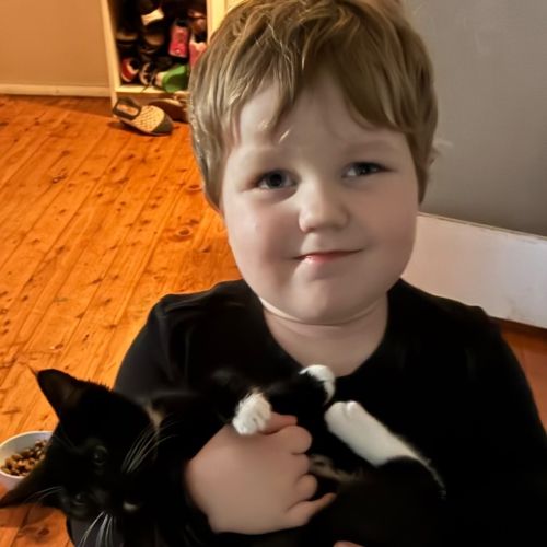 Wiggle - Domestic Short Hair (DSH) Cat