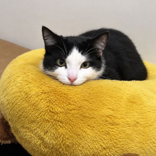 Athena - Domestic Short Hair (DSH) Cat