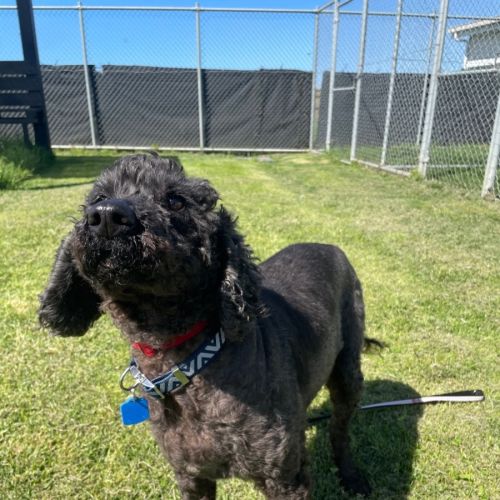 Marley - Poodle Dog