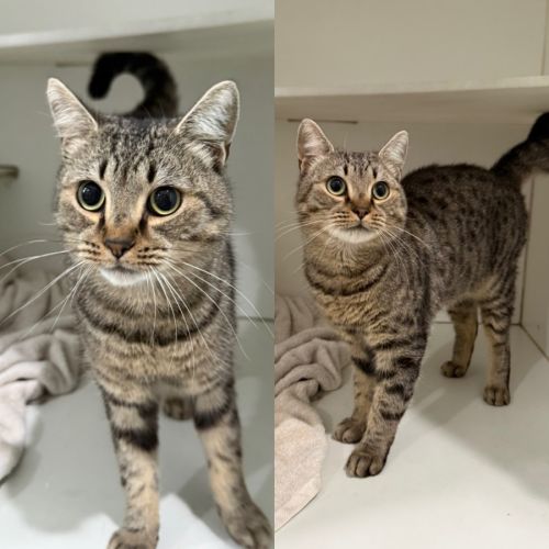 Thomas - Domestic Short Hair (DSH) Cat