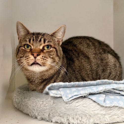 Enzo - Domestic Short Hair (DSH) Cat