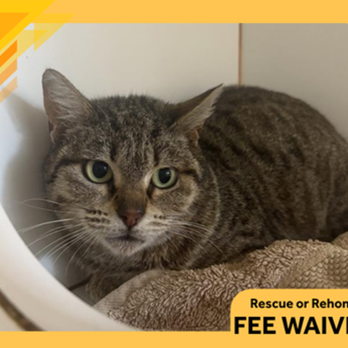 Cleo - Domestic Short Hair Cat