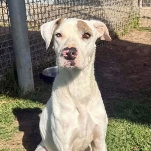 Ringers Western - Bull Terrier x Mastiff Dog