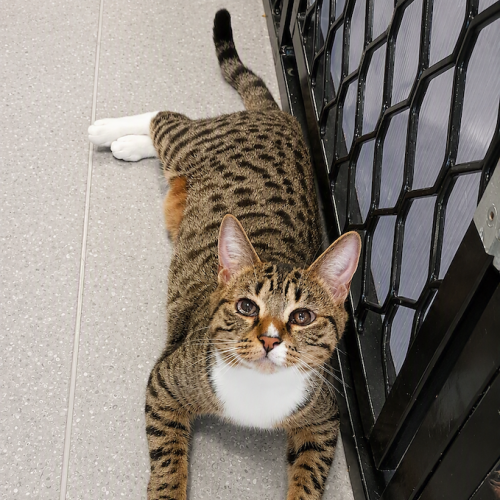 Gwyneth - Domestic Short Hair (DSH) Cat