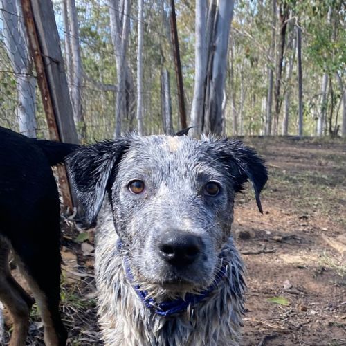Barclay - Australian Cattle Dog