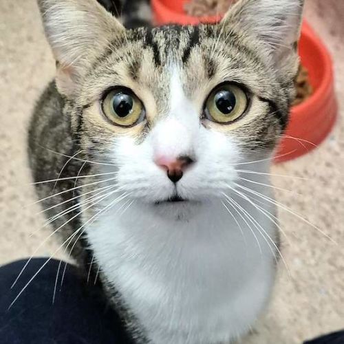 Delilah - Domestic Short Hair (DSH) Cat