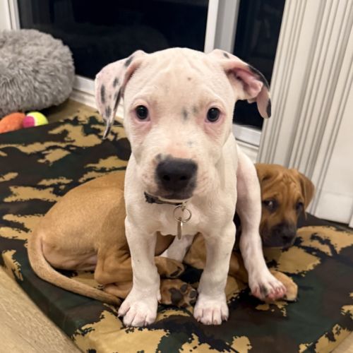 Hadley - Mixed breed Dog