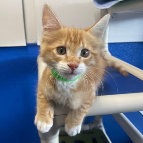 Borris - Domestic Short Hair Cat