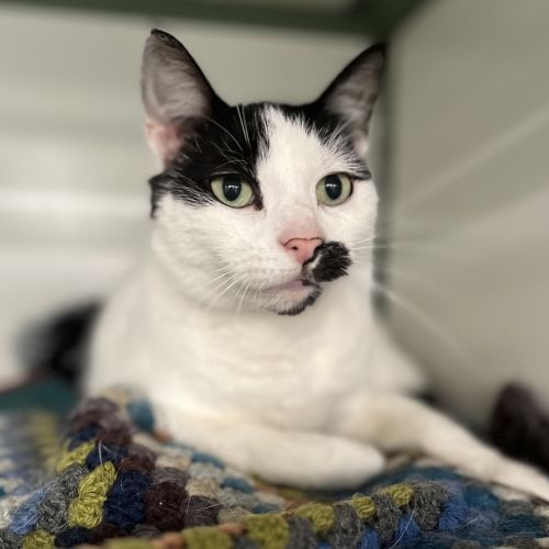 Anabella  - Domestic Short Hair Cat