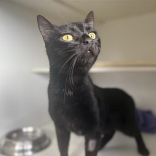 Hermes - Domestic Short Hair Cat