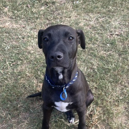 Chief  - American Staffordshire Bull Terrier Dog