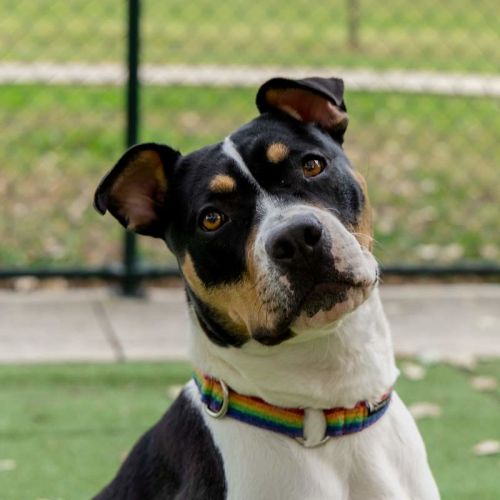 Patches - Staffordshire Bull Terrier Dog