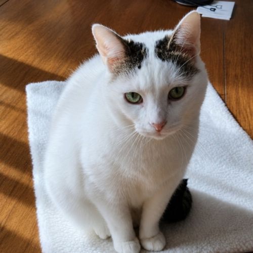 Jewel - Domestic Medium Hair (DMH) Cat