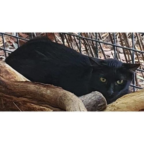 8786 - Willow - Domestic Short Hair (DSH) Cat