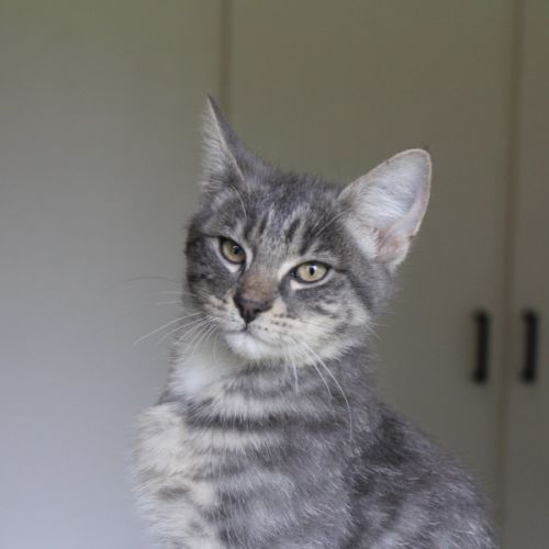 Possum - Domestic Short Hair (DSH) Cat