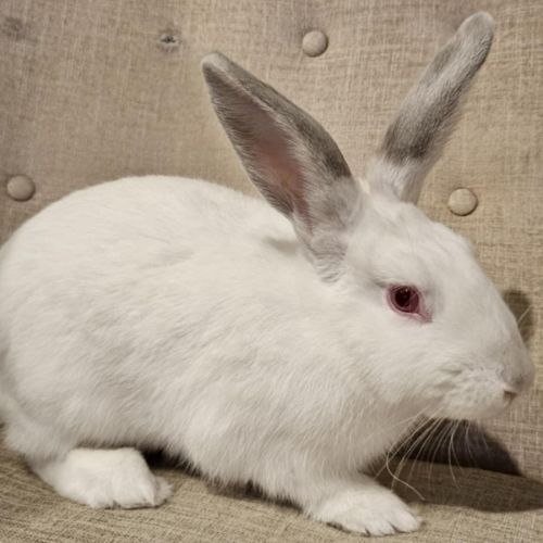 Snow Ball - Californian Rabbit