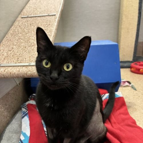 Honey - Domestic Short Hair (DSH) Cat