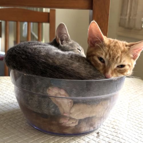 Anne - Domestic Short Hair (DSH) Cat