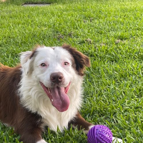 Hershey - Border Collie Dog