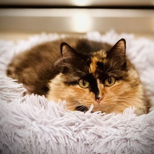 Greta - Domestic Medium Hair (DMH) Cat