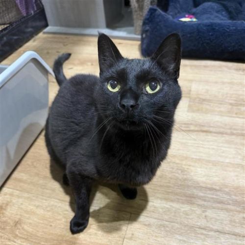 Will - Domestic Short Hair (DSH) Cat